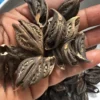 Griffes de Lion - Bicorne 100% bio