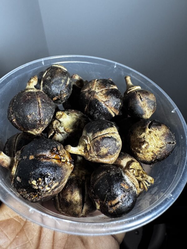 Gorontula - chewing gum africain