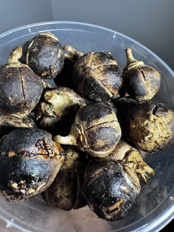 Gorontula - chewing gum africain