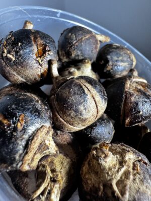 img_8300 Gorontula - chewing gum africain