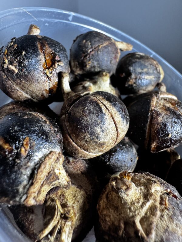 Gorontula - chewing gum africain