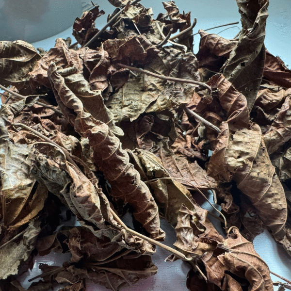 Feuilles séchées de Djéka