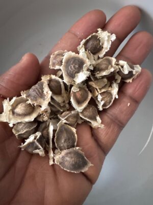 img_8489 Graine de Moringa 100% bio