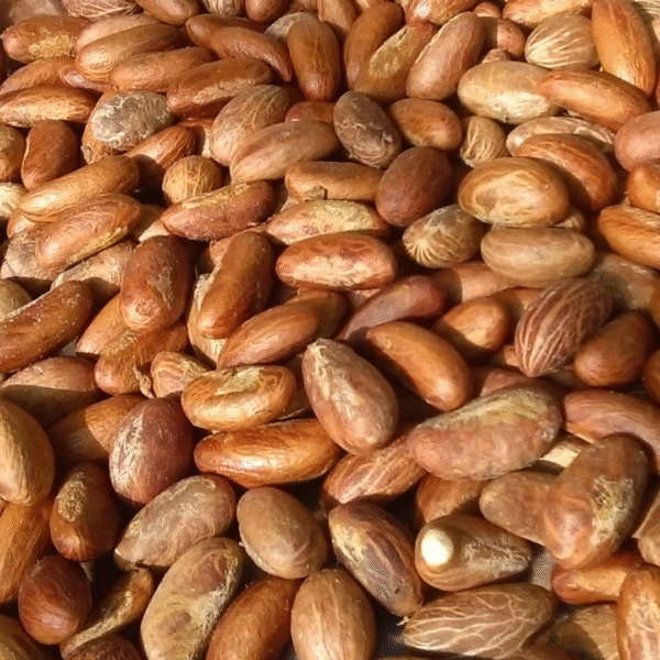 img_8511 Petits Colas