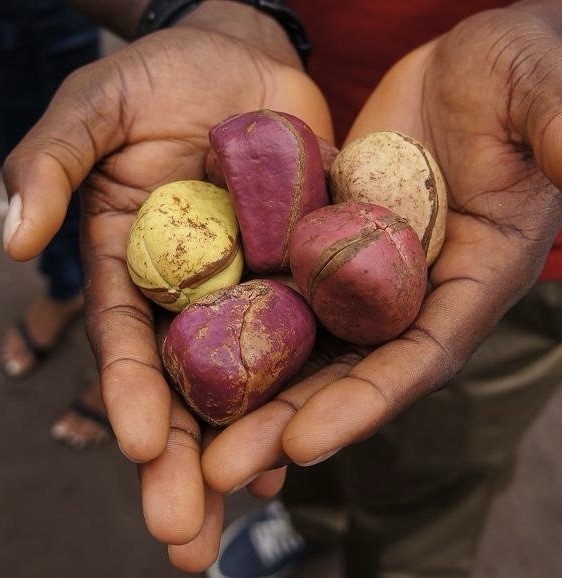 img_8529 Noix de cola