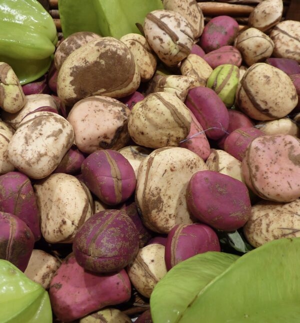 img_8530 Noix de cola